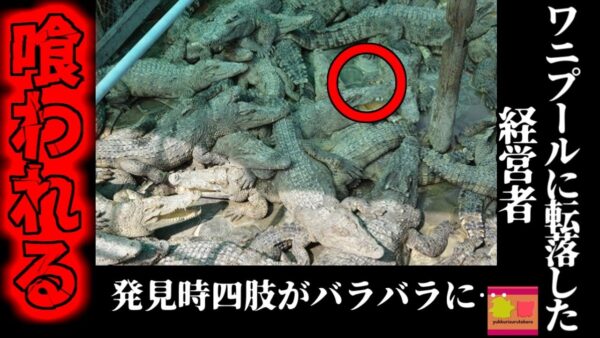 【2023年】ワニ養殖プールに経営者男性が転落 40匹以上のワニに食われる 【ゆっくり解説】