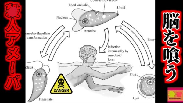 【2023年】天然温泉で遊んだだけなのに....脳がドロドロに溶けてしまう奇病 『脳喰いアメーバ』【ゆっくり解説】