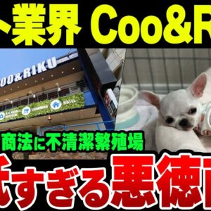 【Coo&RIKU】ビッグモーターより悪質、ペットショップクーアンドリクが見せたペット業界の闇【ゆっくり解説】