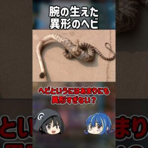 【１分解説】中国で見つかった奇形すぎる蛇の正体は？【ゆっくり解説】#shorts