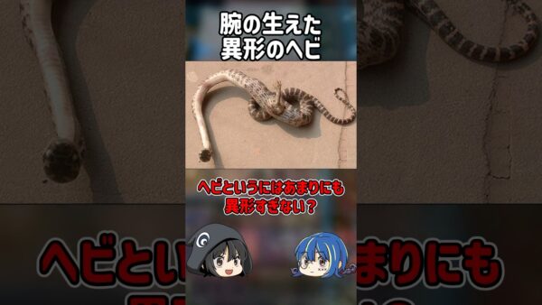 【１分解説】中国で見つかった奇形すぎる蛇の正体は？【ゆっくり解説】#shorts