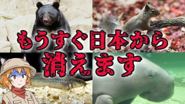 【絶滅間近】実は絶滅危惧種の日本の生き物10選 パート2