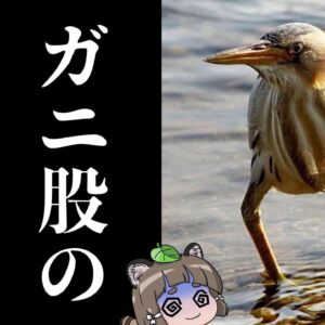 【珍鳥】ガニ股のミョウガ妖精！？変幻自在のヨシゴイ【へんないきもの#105】