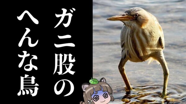 【珍鳥】ガニ股のミョウガ妖精！？変幻自在のヨシゴイ【へんないきもの#105】
