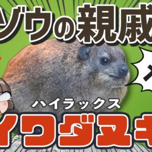 【意味不明】モルモット似のゾウの親戚！？イワダヌキ（ハイラックス）【へんないきもの#106】