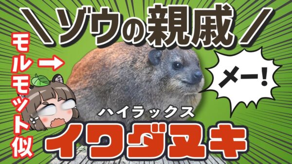 【意味不明】モルモット似のゾウの親戚！？イワダヌキ（ハイラックス）【へんないきもの#106】