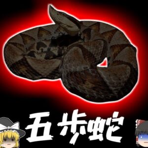 【2014年】噛まれたら五歩で4ぬ!? 下半身が真っ黒に変色する恐ろしい出血毒蛇に襲われた職員【ゆっくり解説】