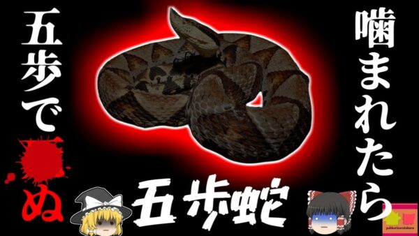 【2014年】噛まれたら五歩で4ぬ!? 下半身が真っ黒に変色する恐ろしい出血毒蛇に襲われた職員【ゆっくり解説】