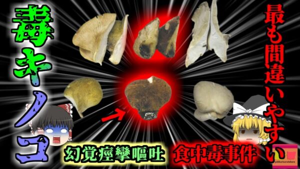 【2016年】「図鑑に載ってたキノコだし大丈夫」→1時間以上吐き続け全身が痙攣・幻覚を見る地獄の症状に…『ツキヨタケ食中毒事件』【ゆっくり解説】