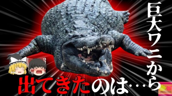 【2023年】「用水路に人間の一部が落ちている」  女性を咥えた体長5mの巨大ワニ 『フロリダ用水路アリゲーター事件』【ゆっくり解説】