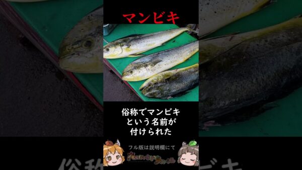 名前がヒドすぎる生き物3選 #shorts #へんないきものチャンネル