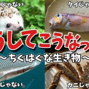 【意味不明】○○じゃない生物！名前と分類がちぐはぐな生き物8選