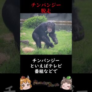 動物園からチンパンジー脱走あわや一大事に #shorts #へんないきものチャンネル
