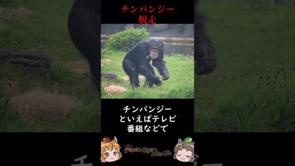 動物園からチンパンジー脱走あわや一大事に #shorts #へんないきものチャンネル