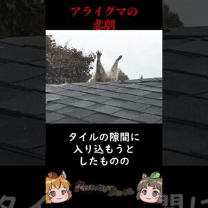 【悲報】アライグマ屋根に突き刺さる #shorts #へんないきものチャンネル