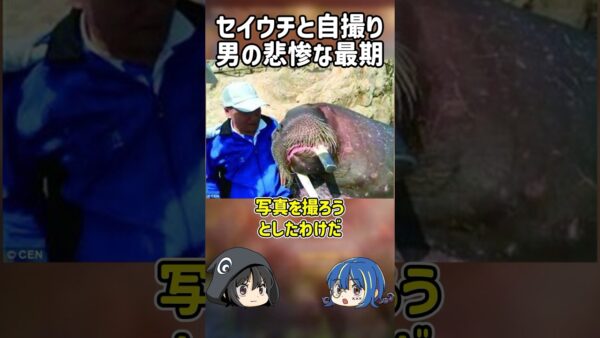 【１分解説】危険動物に遊びで○害された男性【ゆっくり解説】#shorts
