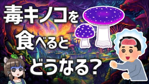 【猛毒】毒キノコを食べるとどうなる？無人直売所で誤って売られてしまい…