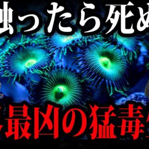 【ゆっくり解説】見つけたらすぐに逃げろ！触っただけでヤバい猛毒生物５選