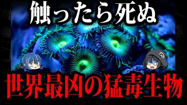 【ゆっくり解説】見つけたらすぐに逃げろ！触っただけでヤバい猛毒生物５選