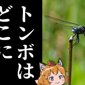 【疑問】トンボはなぜ日本から姿を消したのか？