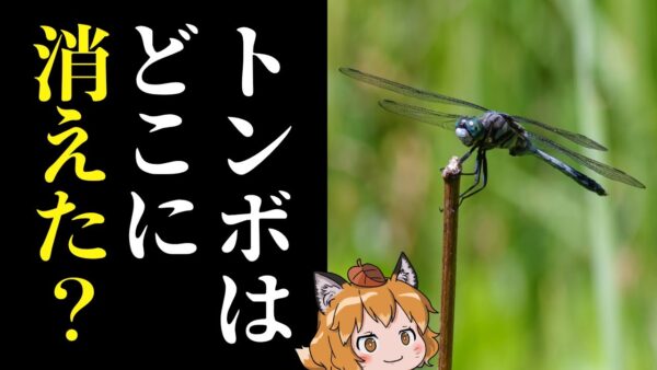 【疑問】トンボはなぜ日本から姿を消したのか？