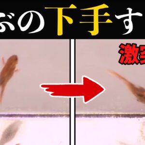 【不器用】ジャンプが超下手！？ひっくり返るカボチャヒキガエル【へんないきもの#107】