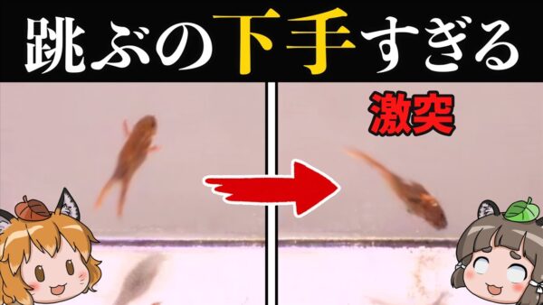 【不器用】ジャンプが超下手！？ひっくり返るカボチャヒキガエル【へんないきもの#107】
