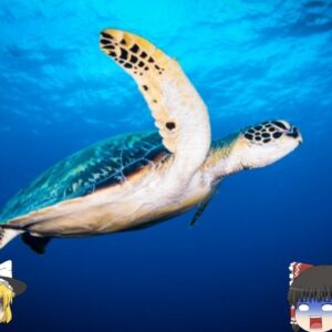 【2016年】ご馳走のはずの