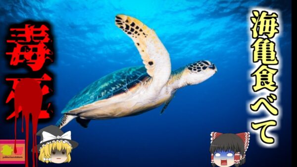 【2016年】ご馳走のはずの