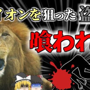 【2023年】男「子供は高く売れるから盗んだろ」→親ライオンの返り討ちにあり顔を喰われる　動物園ホワイトライオン襲撃事故【ゆっくり解説】