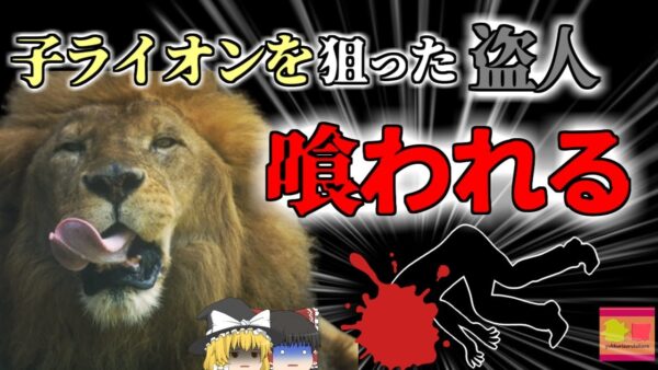 【2023年】男「子供は高く売れるから盗んだろ」→親ライオンの返り討ちにあり顔を喰われる　動物園ホワイトライオン襲撃事故【ゆっくり解説】