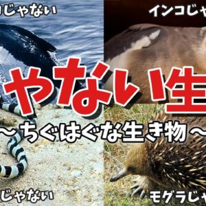 【意味不明】○○じゃない生物！名前と分類がちぐはぐな生き物8選 パート2
