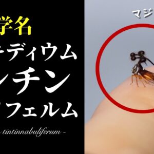 【健全】ボッキディウム・チンチンナブリフェルムというヤバい昆虫【へんないきもの#108】