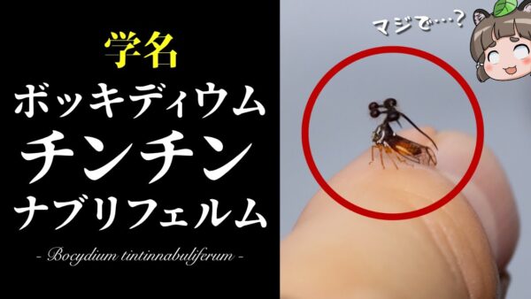 【健全】ボッキディウム・チンチンナブリフェルムというヤバい昆虫【へんないきもの#108】