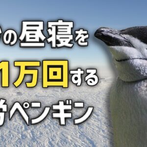 【生き物ニュース】1日1万回昼寝するペンギン・クマ駆除「武器を使うのは卑怯」・沖縄に新テーマパーク！？ほか