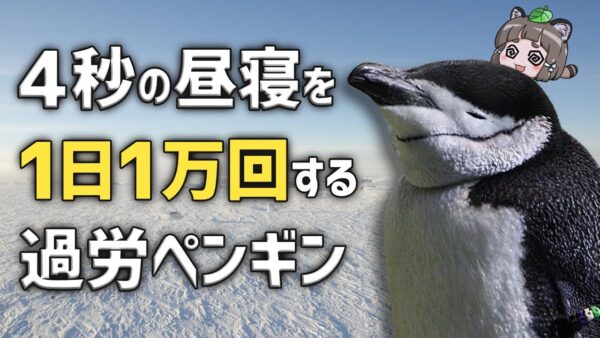 【生き物ニュース】1日1万回昼寝するペンギン・クマ駆除「武器を使うのは卑怯」・沖縄に新テーマパーク！？ほか