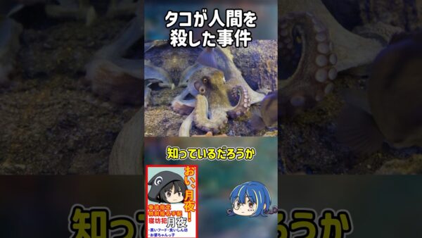 【１分解説】タコが人間を○した事件を1分解説【ゆっくり解説】#shorts