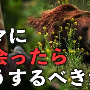 【保存版】クマに出会ったらどうすれば良いのか ～遭遇編～（後編）