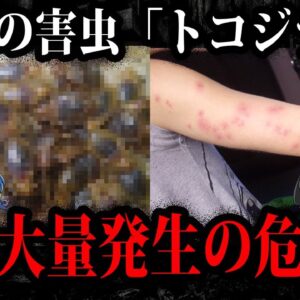 殺虫剤の効かない無敵の害虫。世界で大量発生中「トコジラミ」【ゆっくり解説】