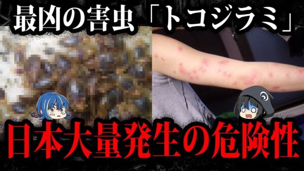 殺虫剤の効かない無敵の害虫。世界で大量発生中「トコジラミ」【ゆっくり解説】