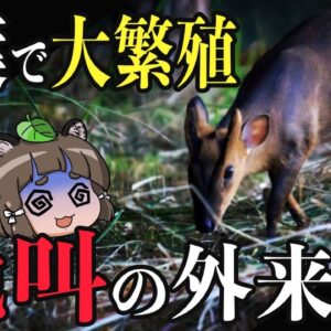 【外来種】可愛い害獣キョンが千葉県で大量発生！？なぜこうなってしまったのか…
