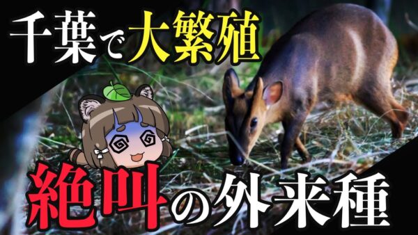 【外来種】可愛い害獣キョンが千葉県で大量発生！？なぜこうなってしまったのか…