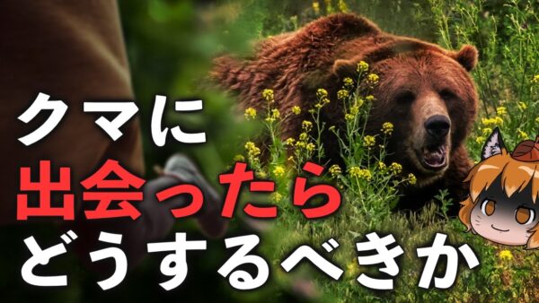 【保存版】クマに出会ったらどうすれば良いのか ～遭遇編～（後編）