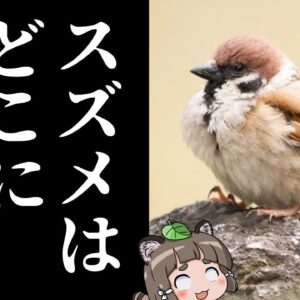 【疑問】スズメはなぜ日本から姿を消したのか？