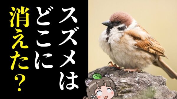【疑問】スズメはなぜ日本から姿を消したのか？