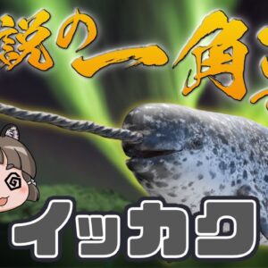 【謎生物】生きる伝説の一角獣！？どうしてそうなったイッカク【へんないきもの#107】