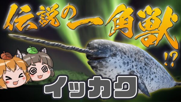 【謎生物】生きる伝説の一角獣！？どうしてそうなったイッカク【へんないきもの#107】