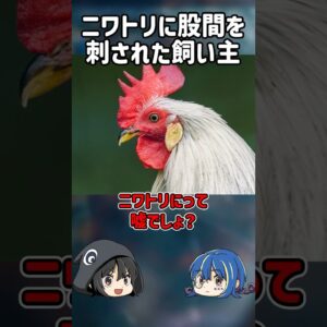【１分解説】ニワトリに股間を○○された男性を1分解説【ゆっくり解説】#shorts