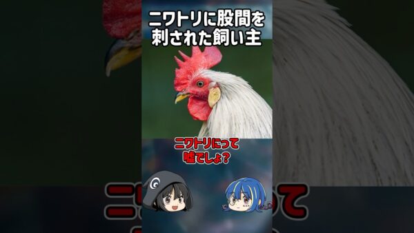 【１分解説】ニワトリに股間を○○された男性を1分解説【ゆっくり解説】#shorts