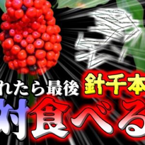 【2021】唇が二倍に腫れ,無数の針でのどを刺されたような地獄の痛みに襲われた少年…気絶するほど凄まじい痛みはどこからきた？『マムシグサ食中毒』【ゆっくり解説】